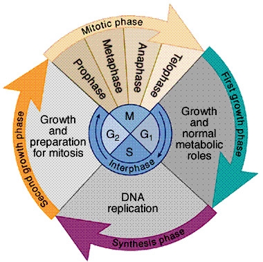 Divisione cellulare - Ciclo cellulare, Ciclo riproduttivo, Determinazione del sesso, Errori della meiosi, Leggi di Mendel